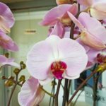 Ορχιδέα Phalenopsis