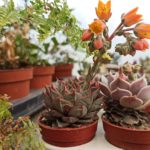 Παχύφυτα Echeveria